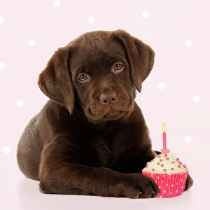 DOG - Chocolate Labrador puppy laying down with cup cake DOG - Chocolate Labrador puppy laying down with cup cake