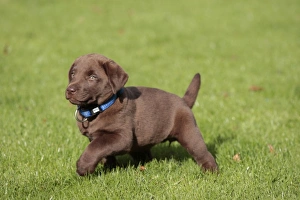 Dog - Chocolate Labrador - puppy outside Dog - Chocolate Labrador - puppy outside