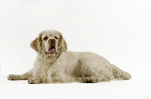 Dog - Clumber Spaniel, lying down Dog - Clumber Spaniel, lying down