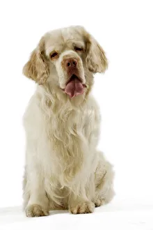 Dog - Clumber Spaniel - Sitting down Dog - Clumber Spaniel - Sitting down
