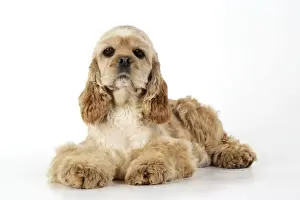 Cocker Spaniel Breeds Prints: Dog. Cocker Spaniel