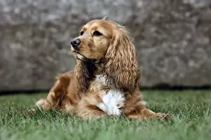 English Cocker Spaniel Breed Prints: Dog - Cocker Spaniel lying down on grass