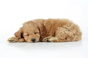 Cockapoo Prints: Cockerpoo Puppy Lying Down Print