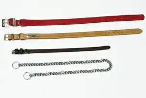 John Daniels Artwork Prints: Dog Collars