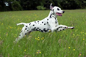 DOG - Dalmatian running through buttercup field DOG - Dalmatian running through buttercup field