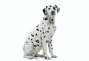 Studio Pet Photography LA Prints: Dog - Dalmatian in studio