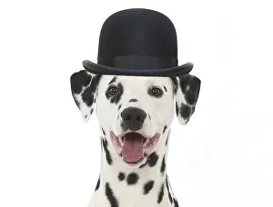 DOG - Dalmatian with its tongue out wearing a bowler hat DOG - Dalmatian with its tongue out wearing a bowler hat