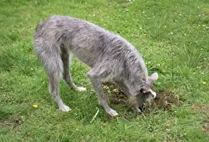 John Daniels Wildlife Photography Prints: Dog - digging in mole hill