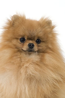 Dog - Dwarf Spitz / Pomeranian / Spitz nain Dog - Dwarf Spitz / Pomeranian / Spitz nain