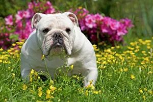 Dog - English Bulldog in garden with flowers Dog - English Bulldog in garden with flowers