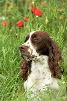 Animals/pets dogs gundog spaniel english springer/dog english springer spaniel sitting field Animals/pets dogs gundog spaniel english springer/dog english springer spaniel sitting field