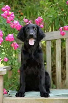 Dog - Flat-coated Retriever puppy sitting on garden bench - 6 months Dog - Flat-coated Retriever puppy sitting on garden bench - 6 months