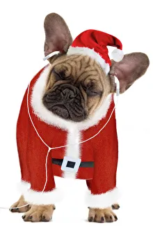 Dog - French Bulldog dressed as Father Christmas listening to earphones Dog - French Bulldog dressed as Father Christmas listening to earphones