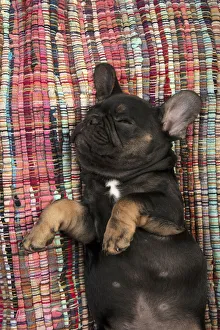 DOG. French Bulldog, puppy (10 weeks old ) sleepy, laying on its back, paws up, studio lying, on, back DOG DOG. French Bulldog, puppy (10 weeks old ) sleepy, laying on its back, paws up, studio lying, on, back DOG