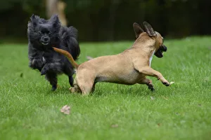DOG, French Bulldog X Chihuahua, running in a garden with a Chihuahua DOG, French Bulldog X Chihuahua, running in a garden with a Chihuahua
