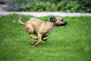 DOG, French Bulldog X Chihuahua, running in a garden DOG, French Bulldog X Chihuahua, running in a garden