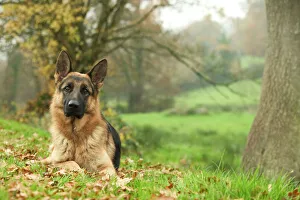 Dog - German Shepherd - adult Dog - German Shepherd - adult