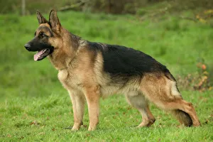 Dog - German Shepherd / Alsatian - In field Dog - German Shepherd / Alsatian - In field