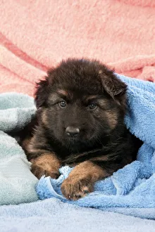 DOG - German shepherd dog - puppy sitting on blankets DOG - German shepherd dog - puppy sitting on blankets