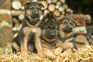 Dog - German Shepherd - three puppies Dog - German Shepherd - three puppies