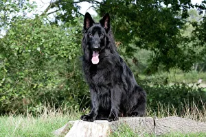 Dog - German Shepherd sitting on tree stump with tongue sticking out Dog - German Shepherd sitting on tree stump with tongue sticking out