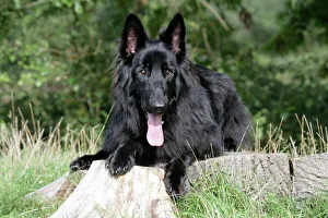 Dog - German Shepherd with tongue sticking out Dog - German Shepherd with tongue sticking out