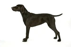 Dog Lover Gifts Online Prints: DOG - German shorthaired pointer