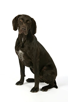 DOG - German shorthaired pointer sitting down DOG - German shorthaired pointer sitting down