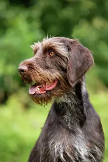 Ardea Wildlife Print - German Wire-Haired Pointer JD-22256