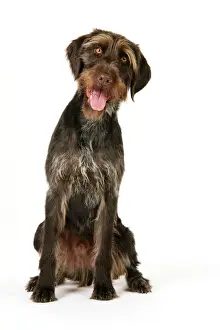 Dog Breeds Prints: Dog. German Wire-Haired Pointer