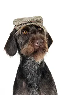 Dog Breeds Prints: Dog. German Wire-Haired Pointer with hat