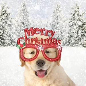 DOG - Golden Retreiver puppy 7 weeks old wearing Merry Christmas glasses Date: 07-Nov-14 DOG - Golden Retreiver puppy 7 weeks old wearing Merry Christmas glasses Date: 07-Nov-14