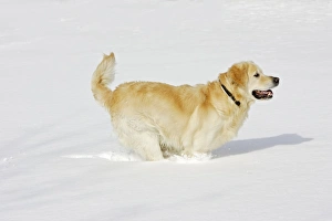 Dog - Golden Retriever - in deep snow Dog - Golden Retriever - in deep snow