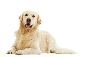 Dog - Golden retriever in studio Dog - Golden retriever in studio