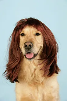 Dog with a best sale wig