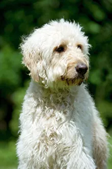 DOG - Goldendoodle (head shot) DOG - Goldendoodle (head shot)