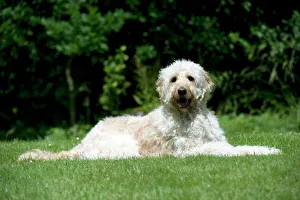 DOG - Goldendoodle laying in garden DOG - Goldendoodle laying in garden