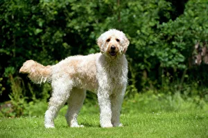 DOG - Goldendoodle standing in garden DOG - Goldendoodle standing in garden