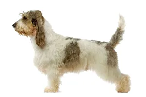 Dog - Grand Basset Griffon Vendeen Dog - Grand Basset Griffon Vendeen