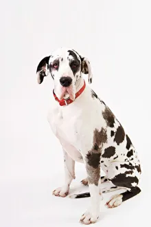 Dog - Great Dane bitch sitting down Dog - Great Dane bitch sitting down