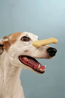 Dog - Greyhound with biscuit balanced on his nose Dog - Greyhound with biscuit balanced on his nose