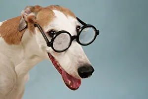 Dog - Greyhound wearing joke magnifying glasses Dog - Greyhound wearing joke magnifying glasses