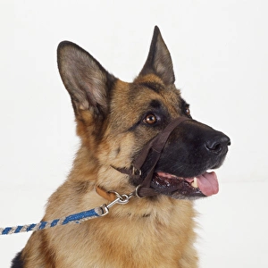 Halti harness shop for german shepherd