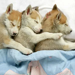 DOG. husky puppies (7 weeks old) asleep in bed DOG. husky puppies (7 weeks old) asleep in bed