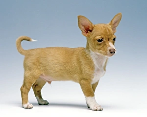 Dog - Ibizan Hound / Podenco Ibicenco Dog - Ibizan Hound / Podenco Ibicenco