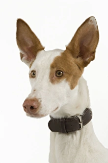 Dog - Ibizan Hound / Podenco Ibicenco - in studio Dog - Ibizan Hound / Podenco Ibicenco - in studio