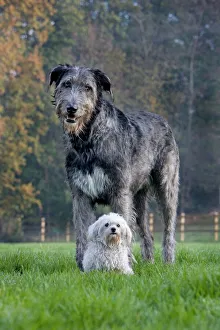 Dog - Irish Wolfhound with Maltese dog Dog - Irish Wolfhound with Maltese dog