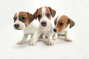 DOG - Jack Russel Terrier, three puppies DOG - Jack Russel Terrier, three puppies