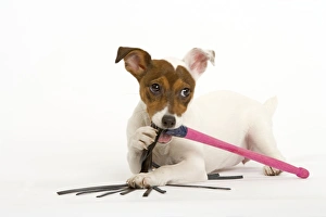 Dog - Jack Russell - chewing toy Dog - Jack Russell - chewing toy