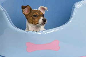 Dog - Jack Russell - in dog bed Dog - Jack Russell - in dog bed